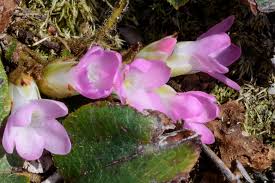 Attēlu rezultāti vaicājumam “Elytrigia repens flower”