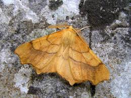 Attēlu rezultāti vaicājumam “Ennomos autumnaria male”