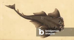 Image result for Squatina squatina