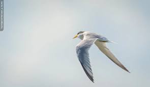 Attēlu rezultāti vaicājumam “Sterna hirundo”