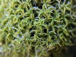 Attēlu rezultāti vaicājumam “Tortella tortuosa”