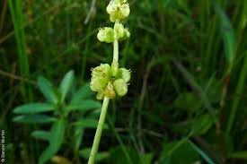 Attēlu rezultāti vaicājumam “Hydrocotyle vulgaris bud”