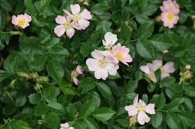 Image result for Rosa canina