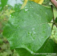 Attēlu rezultāti vaicājumam “Solanum tuberosum leaf”