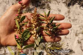 Attēlu rezultāti vaicājumam “Cribraria ferruginea”