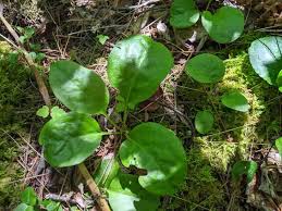 Attēlu rezultāti vaicājumam “Pyrola minor fruit”