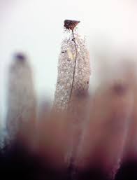 Attēlu rezultāti vaicājumam “Stemonitopsis amoena macro”