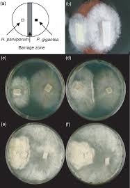 Attēlu rezultāti vaicājumam “Heterobasidion parviporum”