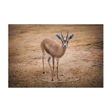 Image result for dordzse