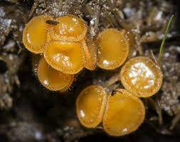 Attēlu rezultāti vaicājumam “Cheilymenia stercorea”