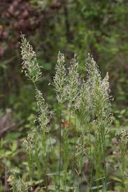 Attēlu rezultāti vaicājumam “Anthoxanthum odoratum flower”