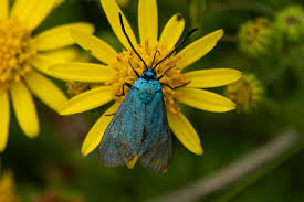 Attēlu rezultāti vaicājumam “Adscita statices”