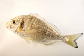 Image result for Sparus aurata