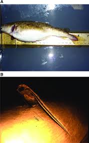 Image result for Microgadus tomcod