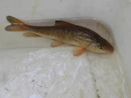 Image result for Moxostoma macrolepidotum