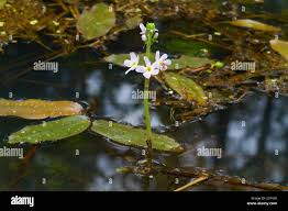 Attēlu rezultāti vaicājumam “Hottonia palustris flower”