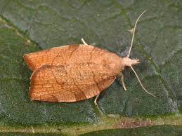 Attēlu rezultāti vaicājumam “Pandemis corylana”