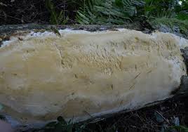 Attēlu rezultāti vaicājumam “Perenniporia medulla-panis”