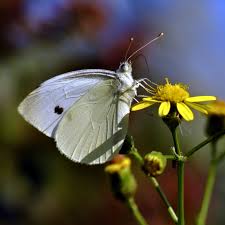 Attēlu rezultāti vaicājumam “Pieris brassicae”