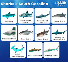 Image result for South Axholme Sharks Asc