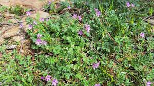 Attēlu rezultāti vaicājumam “Erodium cicutarium”