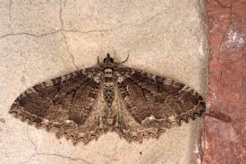 Attēlu rezultāti vaicājumam “Hydria cervinalis”