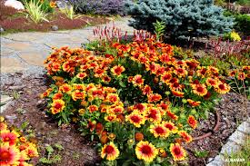 Image result for Gaillardia `Kobold`