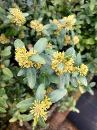 Attēlu rezultāti vaicājumam “Buxus sempervirens”