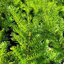 Attēlu rezultāti vaicājumam “Taxus”