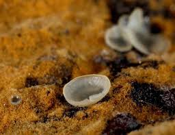 Attēlu rezultāti vaicājumam “Hyalorbilia inflatula”