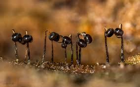 Attēlu rezultāti vaicājumam “Cribraria cancellata spores”