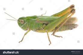 Attēlu rezultāti vaicājumam “Omocestus viridulus”