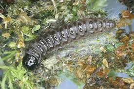 Attēlu rezultāti vaicājumam “Catoptria permutatellus”