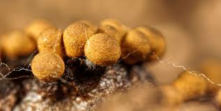 Attēlu rezultāti vaicājumam “Trichia varia macro”