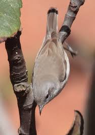 Attēlu rezultāti vaicājumam “Sylvia curruca adult”