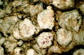 Attēlu rezultāti vaicājumam “Lecanora albella”