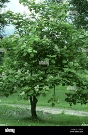 Attēlu rezultāti vaicājumam “Catalpa ovata”