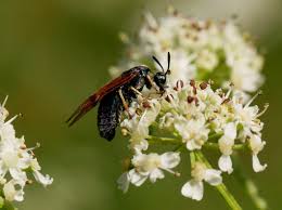 Attēlu rezultāti vaicājumam “Arge ustulata”