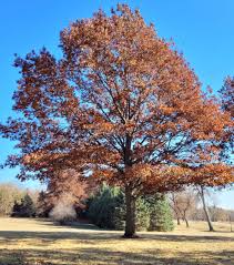 Attēlu rezultāti vaicājumam “Quercus rubra”