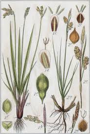 Attēlu rezultāti vaicājumam “Carex ornithopoda”