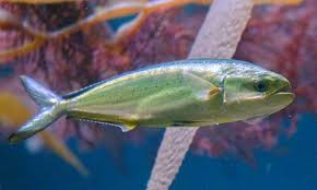 Image result for Coryphaena hippurus