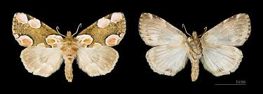 Attēlu rezultāti vaicājumam “Thyatira batis imago”