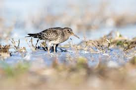 Attēlu rezultāti vaicājumam “Calidris maritima”
