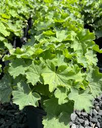 Image result for Alchemilla mollis