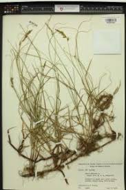 Attēlu rezultāti vaicājumam “Carex arenaria”