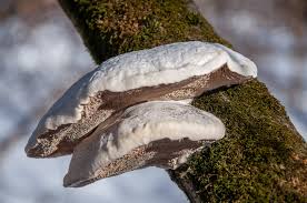 Attēlu rezultāti vaicājumam “Trametes suaveolens”