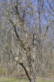 Attēlu rezultāti vaicājumam “Pyrus communis leaf”