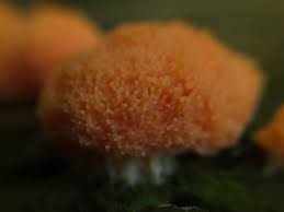 Attēlu rezultāti vaicājumam “Tubifera ferruginosa (subsp. ferruginosa) macro”