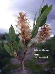 Attēlu rezultāti vaicājumam “Salix myrtilloides”