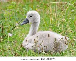 Attēlu rezultāti vaicājumam “Cygnus olor juvenile”